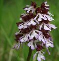 Orchis purpurea